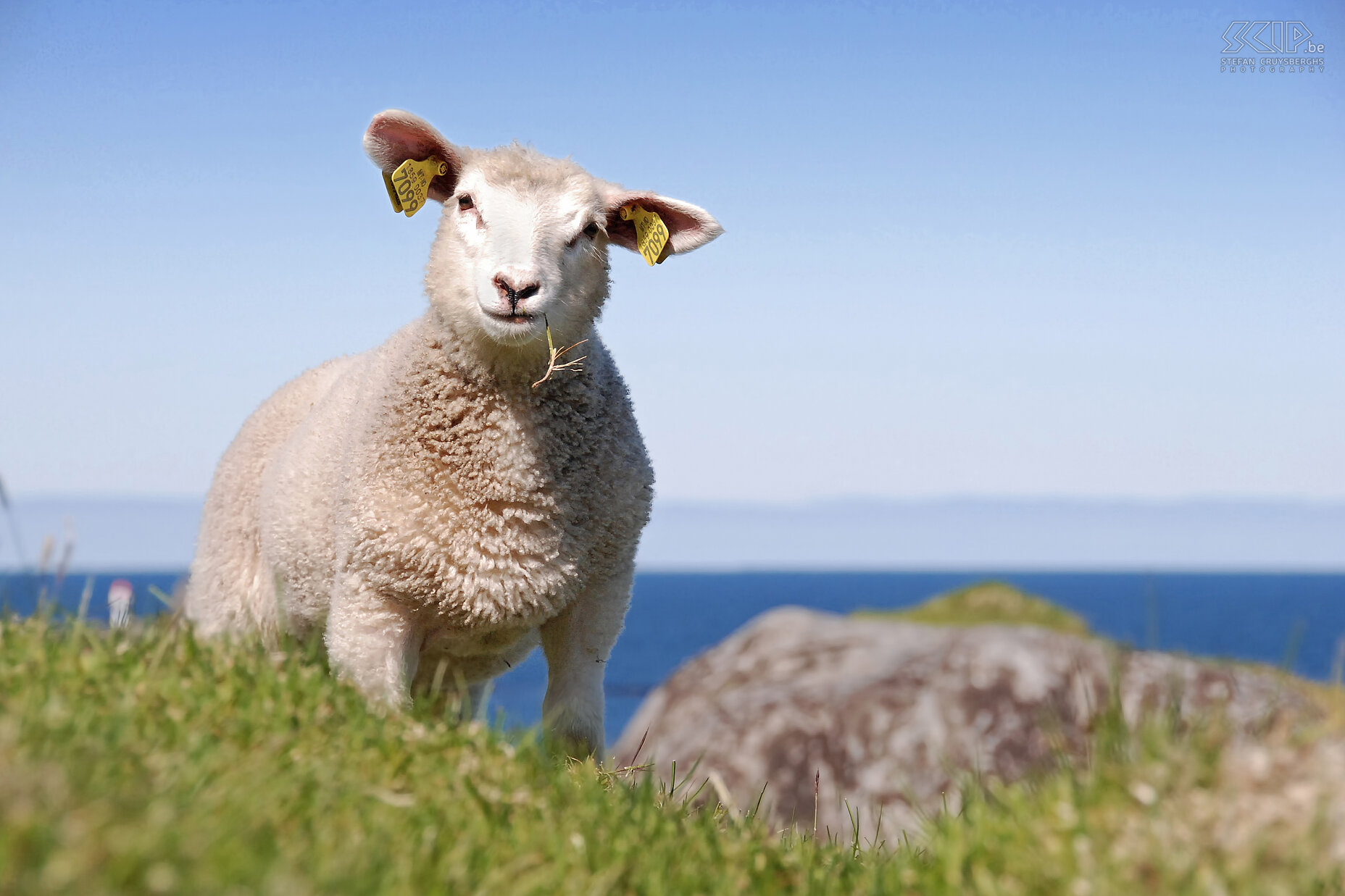 Itresand - Lammetje Op plaatsen waar er gras groeit langsheen de meren en aan de kust staan er op de Lofoten vaak schapen te grazen. Dit lammetje keek recht in mijn lens. Stefan Cruysberghs